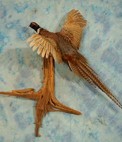 Beautiful Flying Ringneck Pheasant Taxidermy Bird Mount