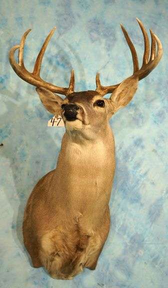 9pt. South Texas Whitetail Deer Shoulder Taxidermy Mount