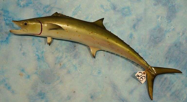 34" Spanish Mackerel Fiberglass Reproduction Taxidermy Fish Mount
