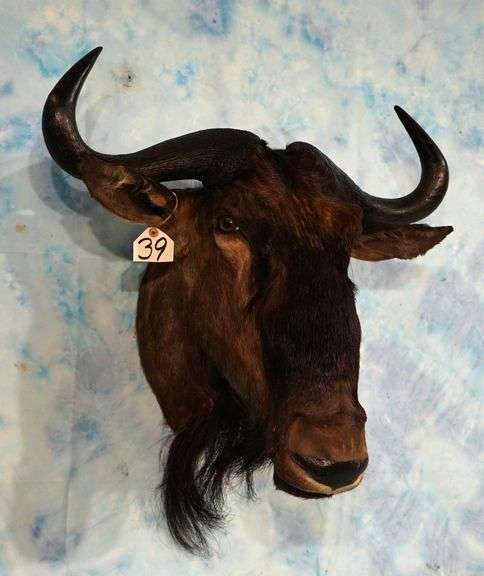 South African Blue Wildebeest Neck Mount Taxidermy
