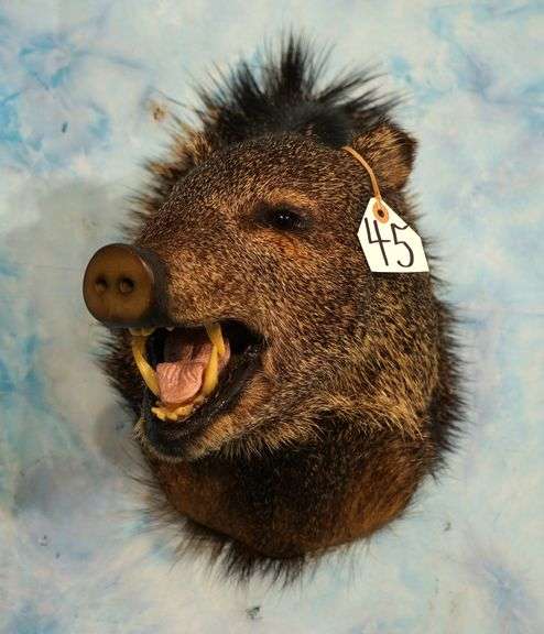 Javelina "Collared Peccary" Shoulder Taxidermy Mount