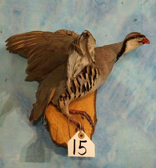 Flying Chukar Taxidermy Bird Mount