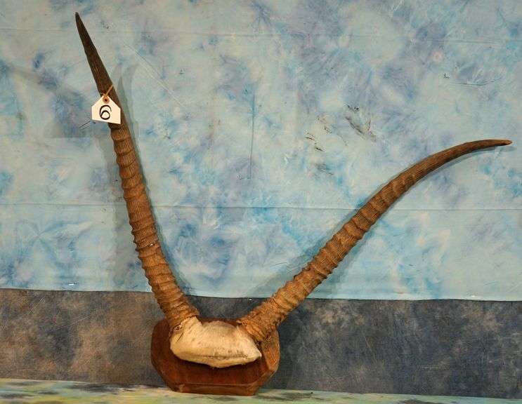 African Waterbuck Antelope Non-Typical Horns on Plaque Taxidermy