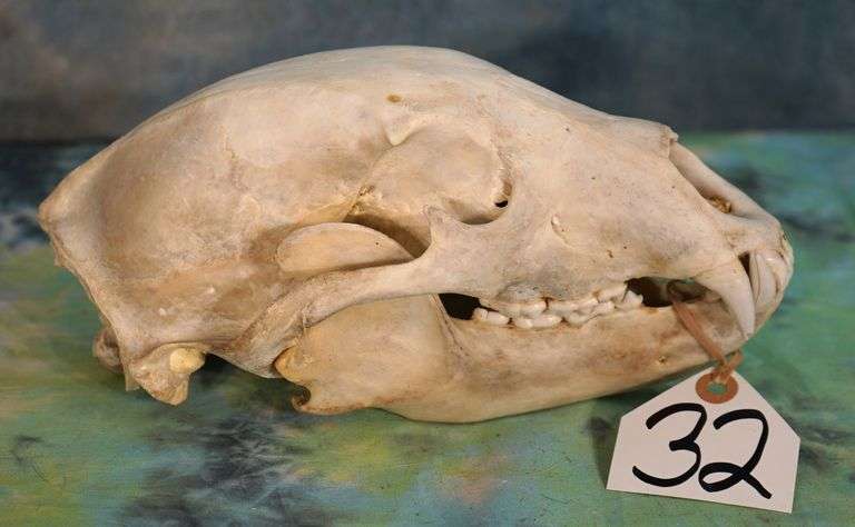 Complete Black Bear Skull Taxidermy Mount