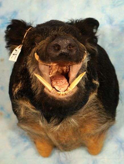 Awesome Big Razorback Wild Boar Shoulder Taxidermy Mount - Leap ...