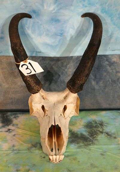 Complete Pronghorn Antelope Skull Taxidermy Mount
