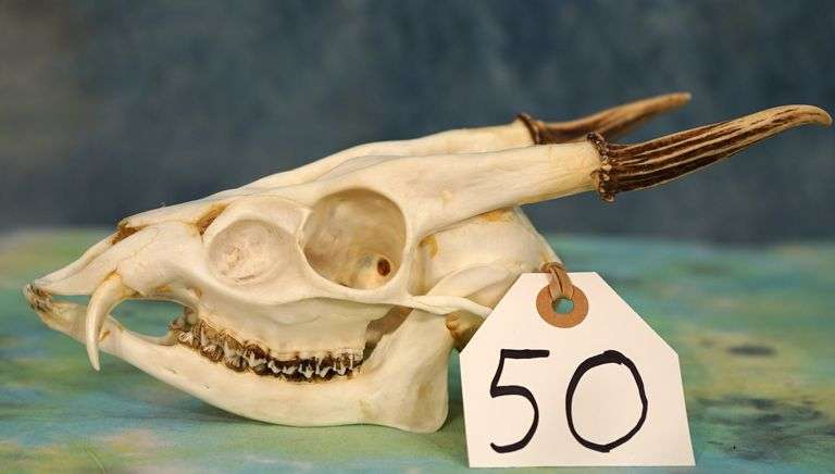 Asian Muntjac Complete Skull Taxidermy