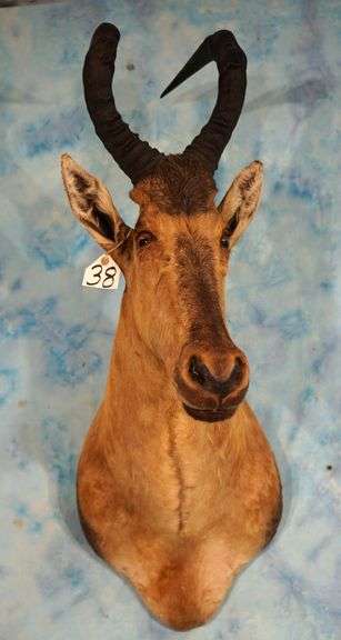 South African Red Hartebeest Antelope Shoulder Taxidermy Mount