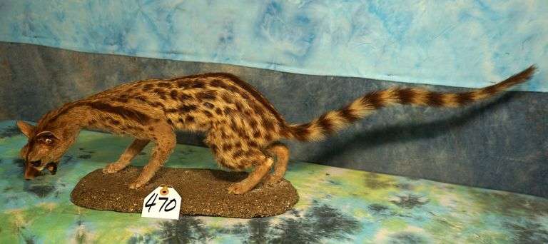 African Genet Cat Full Body Taxidermy Mount - Leap Auctions, LLC