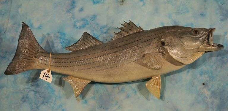 Nice 36" Real Skin Striped Bass Taxidermy Fish Mount