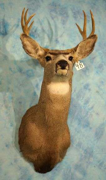 4 x 4 Mule Deer Shoulder Taxidermy Mount