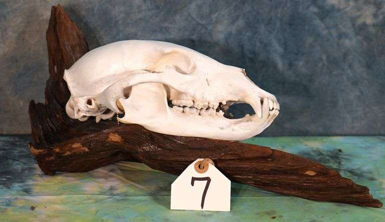Black Bear Skull on Preserved Weathered Driftwood Taxidermy