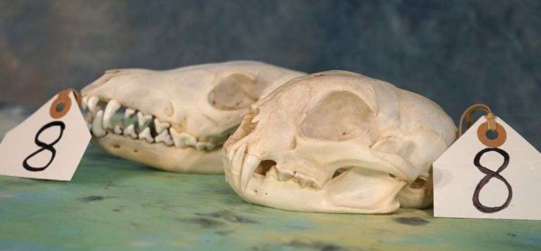 African Jackal & Bobcat Complete Skulls Taxidermy