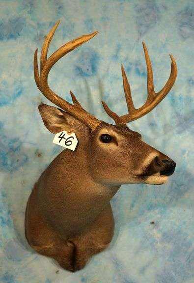 8pt. Whitetail Deer Shoulder Taxidermy Mount