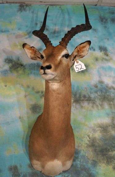 South African Impala Ram Shoulder Taxidermy Mount
