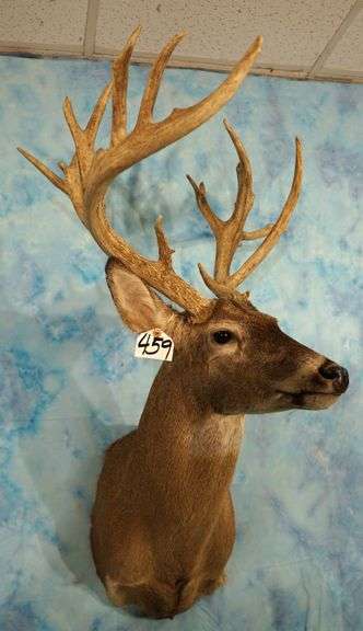 Cool 18pts. Non-Typical Whitetail Deer Shoulder Taxidermy Mount