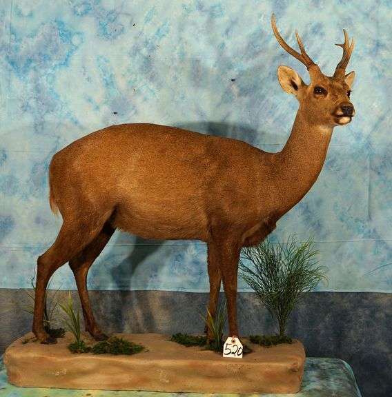 Full Body Australian Hog Deer Taxidermy Mount **Texas Residents Only ...