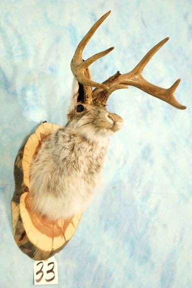 Brand New Jackalope Shoulder Taxidermy Mount