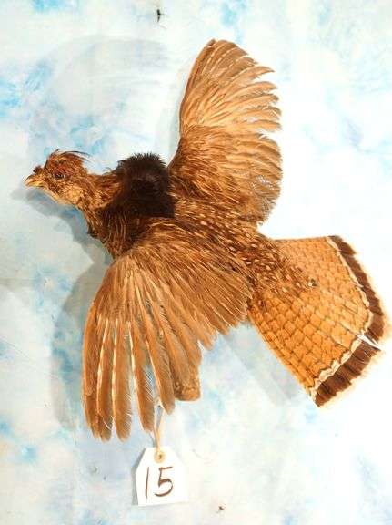Flying Ruffed Grouse Taxidermy Bird Mount