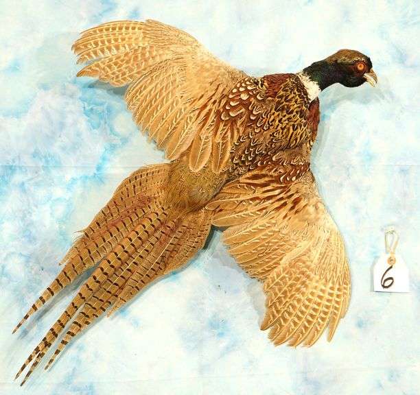 Flying Ringneck Pheasant Taxidermy Bird Mount