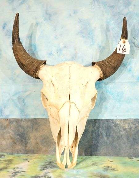 American Bison Skull Taxidermy Mount