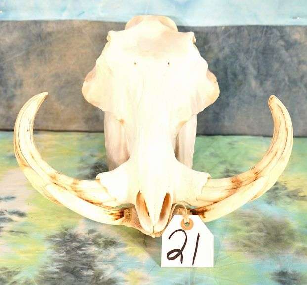 Complete African Warthog Skull Taxidermy