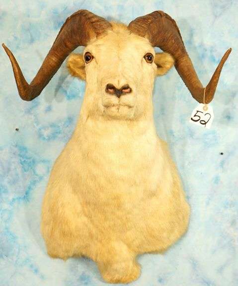 Yukon Dall Sheep Shoulder Taxidermy Ram Mount