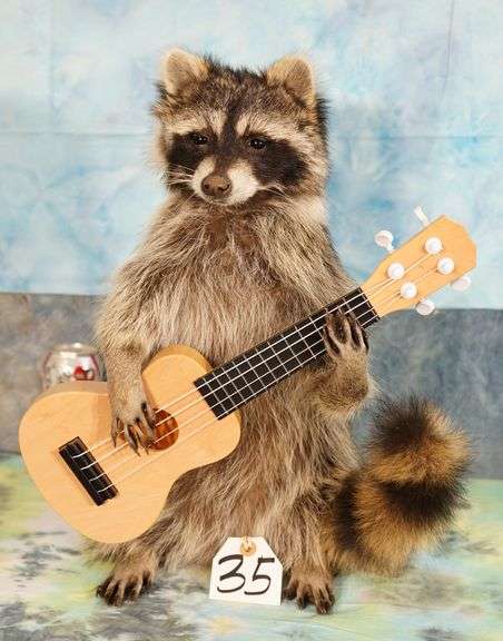 Brand new! Guitar Playing Raccoon Novelty Taxidermy Mount