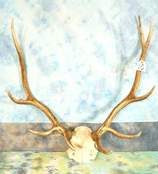 5 x 4 Elk Rack Taxidermy Antler Mount
