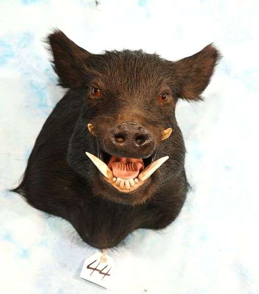 Black Feral Hog or "Wild Boar" Shoulder Taxidermy Mount