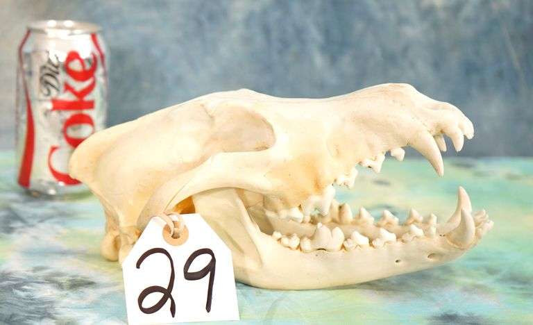 Alaskan Timber Wolf Complete Skull Taxidermy