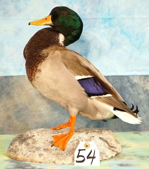 Beautiful Mallard Drake Pen Raised Taxidermy Duck Mount