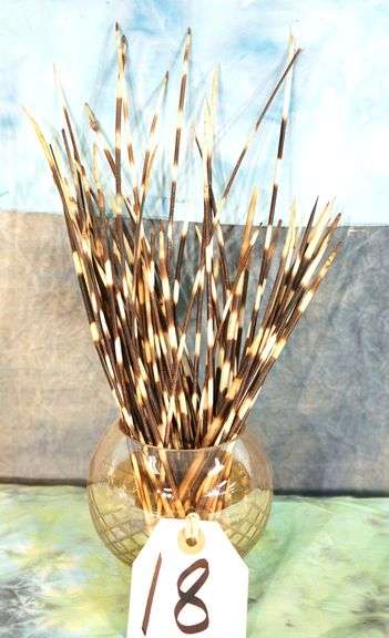 Display Jar of African Porcupine Quills Taxidermy
