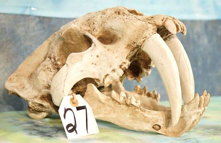 1 x 1 Actual Size Sabortooth Tiger Fiberglass Reproduction Skull Taxidermy