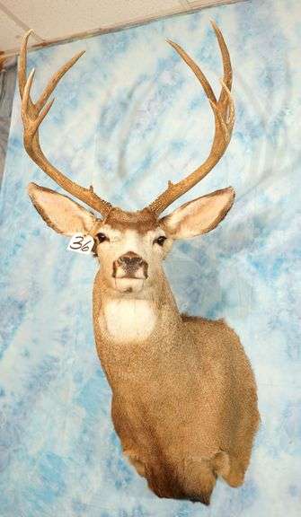 Nice 4 x 4 Rocky Mountain Mule Deer Taxidermy Mount
