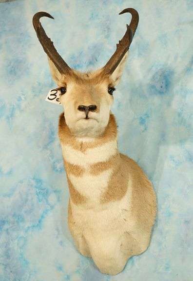 Pronghorn Antelope Shoulder Taxidermy Mount