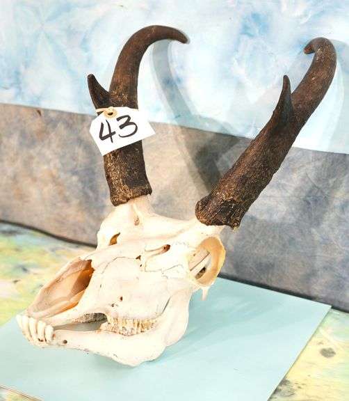 Complete Pronghorn Antelope Skull Taxidermy