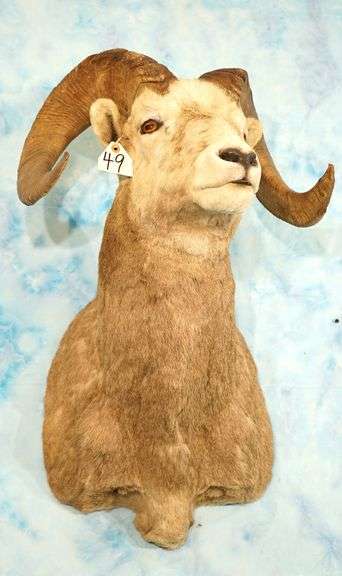 Rocky Mountain Bighorn Sheep Shoulder Taxidermy Ram Mount