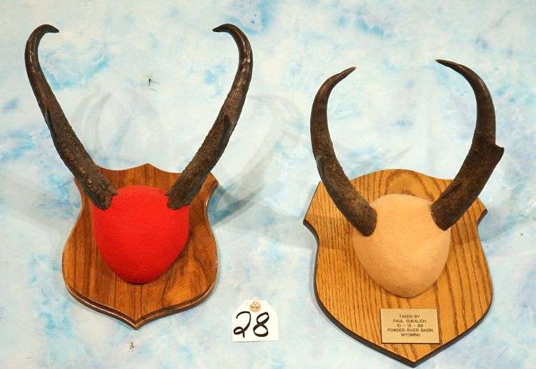 Pair of Pronghorn Antelope Horns on Plaques Taxidermy