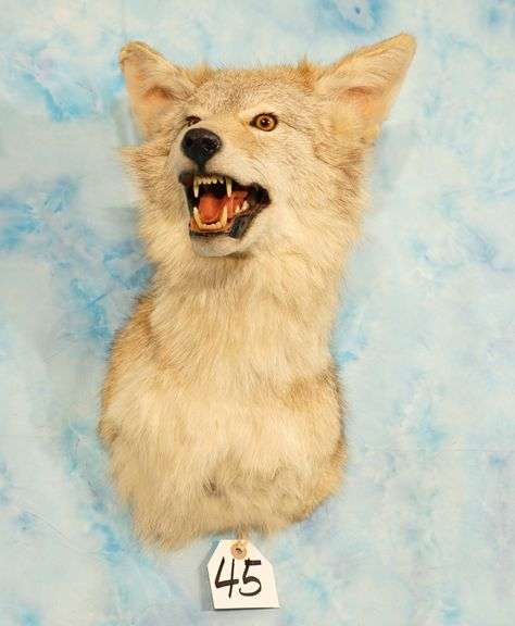 Coyote Shoulder Taxidermy Mount