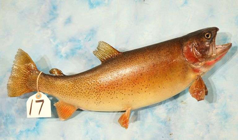22 3/4" Real Skin Rainbow Trout Taxidermy Fish Mount