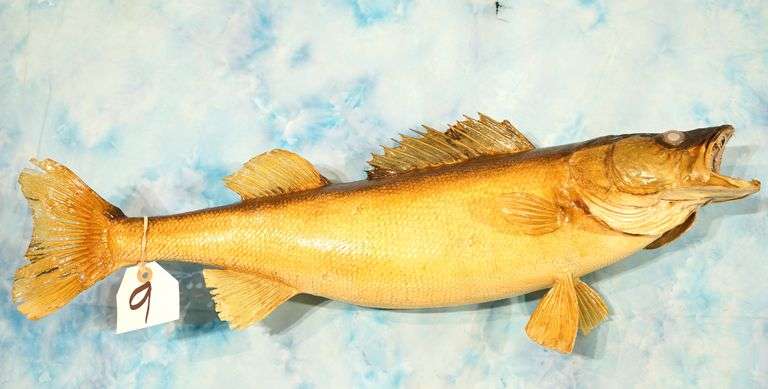 25 3/4" Real Skin Walleye Taxidermy Fish Mount