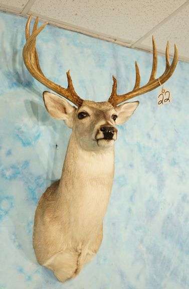 10pt. Texas Whitetail Deer Shoulder Taxidermy Mount
