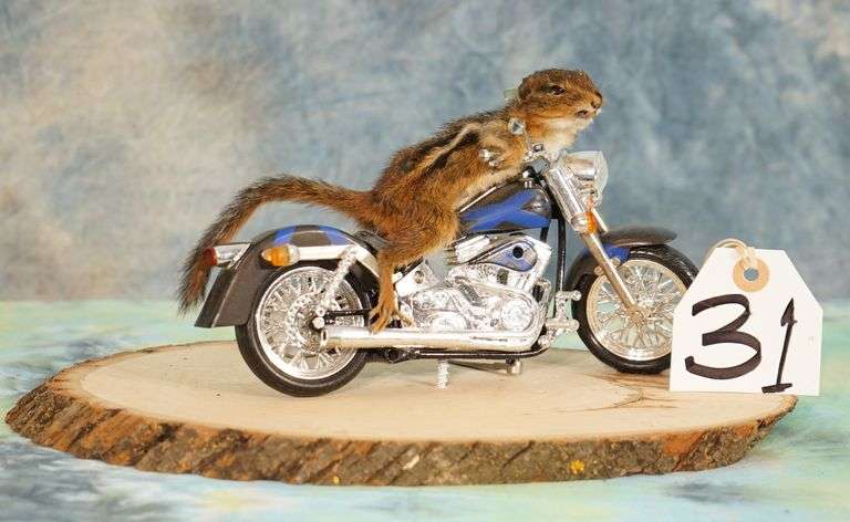 Cool! Chipmunk Riding Motorcycle Novelty Taxidermy Mount