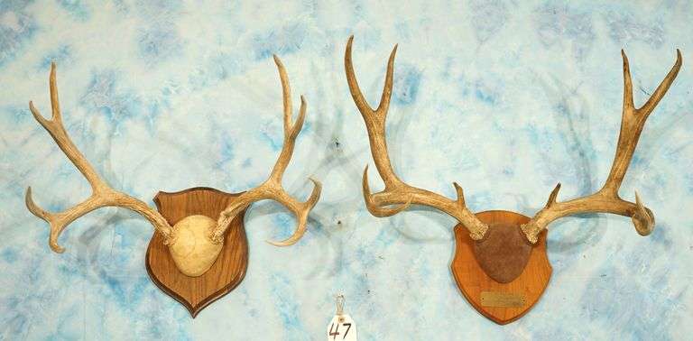 Pair of Good Size Mule Deer Antlers on Panels Taxidermy
