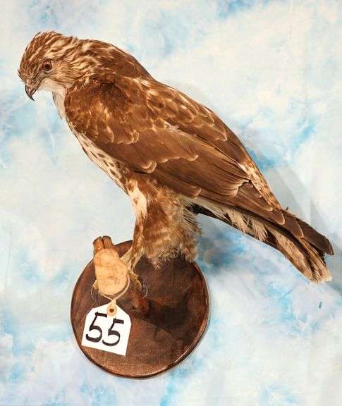 Regal Russian Buteo Hawk Legal Taxidermy Bird Mount