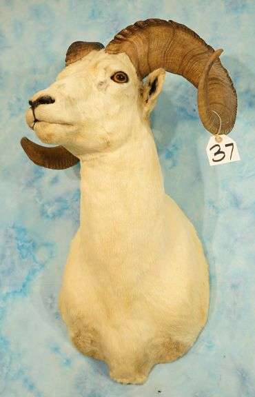 Alaskan Dall Sheep Shoulder Taxidermy Mount