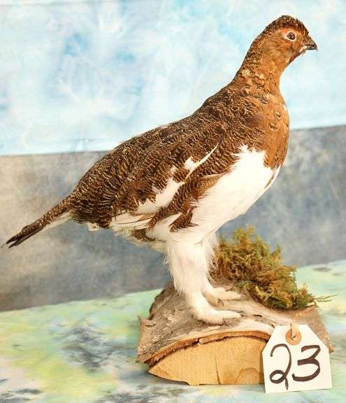 Beautiful Alaskan Fall Phase Ptarmigan Taxidermy Bird Mount