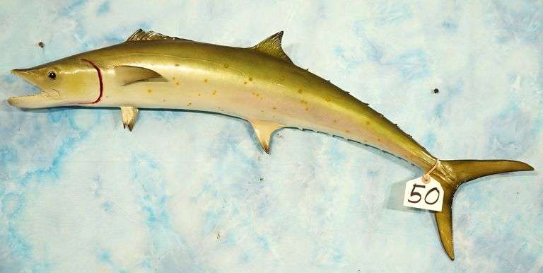 34 1/4" Fiberglass Reproduction Spanish Mackerel Taxidermy Fish Mount