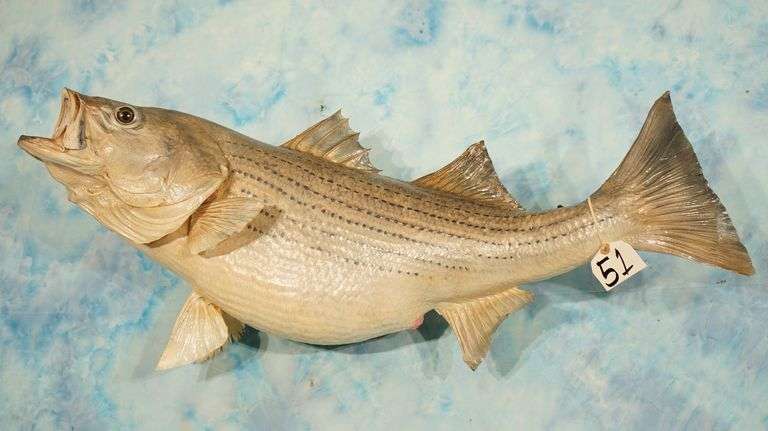 37" Real Skin Striped Bass or "Striper" Taxidermy Fish Mount